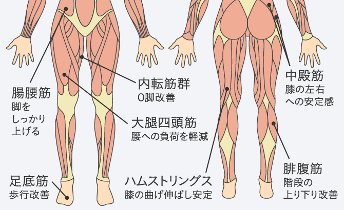 動画有り】変形性膝関節症に効く! 室内で簡単にできる筋力トレーニング